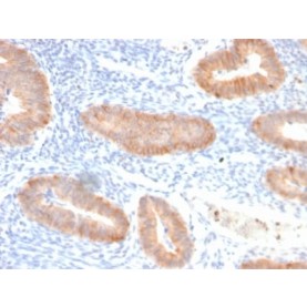 Interleukin 10 (IL10) (Immunoregulation Marker) (IL10/2651R), CF568 conjugate, 0.1mg/mL