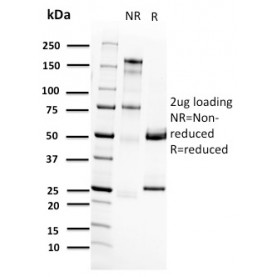 RET Proto-oncogene(RET/2662), CF568 conjugate, 0.1mg/mL
