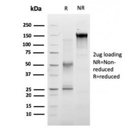 RET Proto-oncogene(RET/2663), CF568 conjugate, 0.1mg/mL