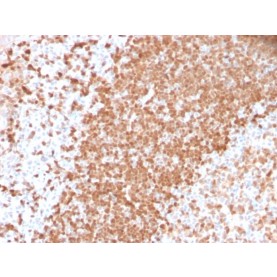 TCL1 (T-Cell Marker) (TCL1/2747R), CF568 conjugate, 0.1mg/mL