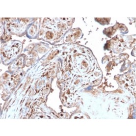 S100A4 (Marker of Tumor Metastasis) (S100A4/2750R), CF568 conjugate, 0.1mg/mL