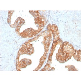 RET Proto-oncogene(RET/2795), CF568 conjugate, 0.1mg/mL