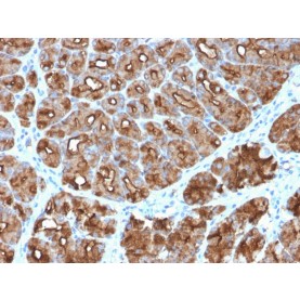 MUC1 / CA15-3 / EMA / CD227 (Epithelial Marker)(MUC1/2818R), CF568 conjugate, 0.1mg/mL