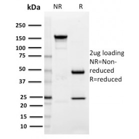 SIGLEC1 / CD169 / Sialoadhesin(HSn 7D2), CF568 conjugate, 0.1mg/mL