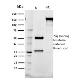 Tal1(BTL73), CF568 conjugate, 0.1mg/mL