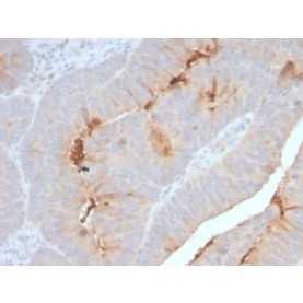 Serum Amyloid A (SAA/2868R), CF568 conjugate, 0.1mg/mL