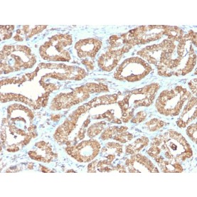 Ornithine Decarboxylase-1 (ODC-1)(ODC1/2878R), CF568 conjugate, 0.1mg/mL