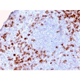 Human Kappa Light Chain / IGKC (B-Cell Marker)(KLC2886R), CF568 conjugate, 0.1mg/mL