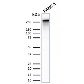 Spectrin beta III (SPTBN2)(SPTBN2/2887R), CF568 conjugate, 0.1mg/mL