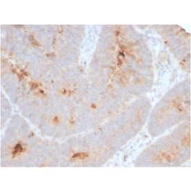Secretory Component / ECM1 (ECM1/2889R), CF568 conjugate, 0.1mg/mL