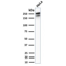 Spectrin beta III (SPTBN2) (SPTBN2/2894R), CF568 conjugate, 0.1mg/mL