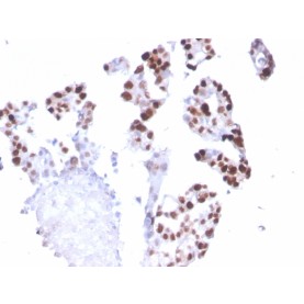 RNA Polymerase II(CTD4H8), CF568 conjugate, 0.1mg/mL