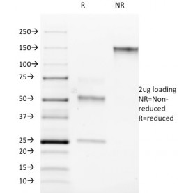 ROR-gamma / RORC (RAR-related Orphan Receptor C)(RORC/2942), CF568 conjugate, 0.1mg/mL