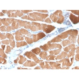 Desmin (Muscle Cell Marker) (DES/2960R), CF568 conjugate, 0.1mg/mL