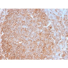 HLA-Pan (MHC II) (HLA-Pan/2967R), CF568 conjugate, 0.1mg/mL