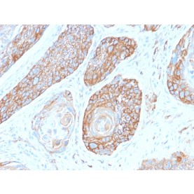 Spectrin beta III (SPTBN2)(SPTBN2/2979R), CF568 conjugate, 0.1mg/mL