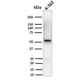 Spastin(Sp 6C6), CF568 conjugate, 0.1mg/mL