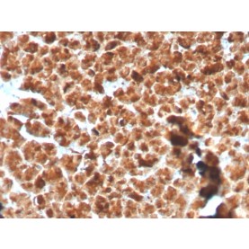 GP2 (Glycoprotein 2) / ZAP75(GP2/3134R), CF568 conjugate, 0.1mg/mL