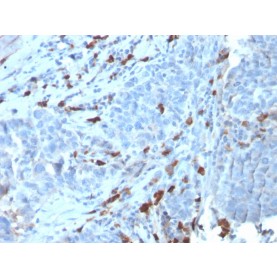 Human IgM (Immunoglobulin Mu Heavy Chain) (B-Cell Marker)(IGHM/3135R), CF568 conjugate, 0.1mg/mL