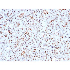 SOX9 / SRY-box 9(SOX9/3141R), CF568 conjugate, 0.1mg/mL