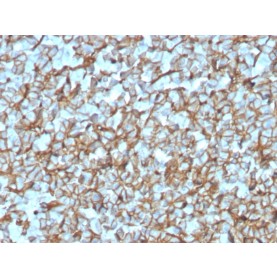 Spectrin beta III (SPTBN2)(SPTBN2/3142R), CF568 conjugate, 0.1mg/mL