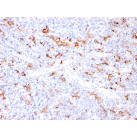 S100A9 + Calprotectin (S100A8/A9 Complex)(MAC3157R), CF568 conjugate, 0.1mg/mL