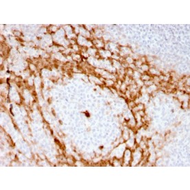 Granulocyte-Colony Stimulating Factor (G-CSF)(CSF3/3166R), CF568 conjugate, 0.1mg/mL