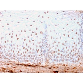 SOX2 (Embryonic Stem Cell Marker)(SOX2/3169R), CF568 conjugate, 0.1mg/mL