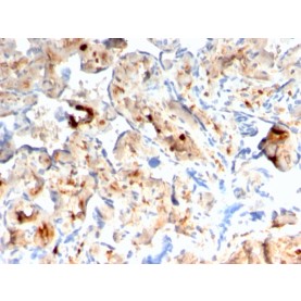 S100A4 / Metastasin / Calvasculin (Marker of Tumor Metastasis)(rS100A4/1481), CF568 conjugate, 0.1mg/mL
