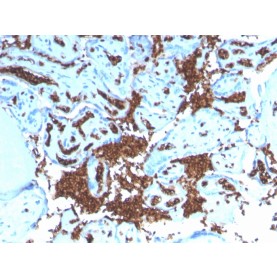 Glycophorin A / CD235a (Erythrocyte Marker)(GYPA/3219R), CF568 conjugate, 0.1mg/mL