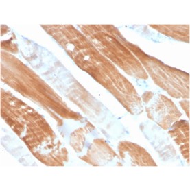 Sarcomeric Actinin Alpha 2 / ACTN2(ACTN2/3291), CF568 conjugate, 0.1mg/mL