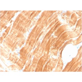 Sarcomeric Actinin Alpha 2 / ACTN2(ACTN2/3294), CF568 conjugate, 0.1mg/mL