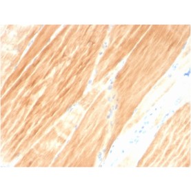Sarcomeric Actinin Alpha 2 / ACTN2(ACTN2/3295), CF568 conjugate, 0.1mg/mL
