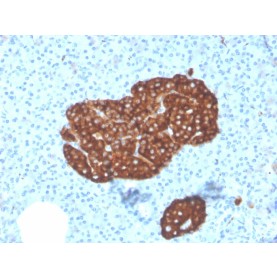 Synaptophysin (Neuroendocrine Marker)(SYP/3551), CF568 conjugate, 0.1mg/mL