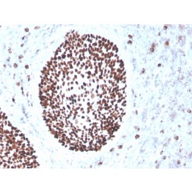 SOX2 (Embryonic Stem Cell Marker)(rSOX2/1791), CF568 conjugate, 0.1mg/mL
