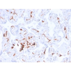 Factor XIIIa (Coagulation Factor XIIIA Chain)(F13A1/3772R), CF568 conjugate, 0.1mg/mL