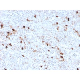 Human IgM (Immunoglobulin Mu Heavy Chain) (B-Cell Marker)(IGHM/3776R), CF568 conjugate, 0.1mg/mL