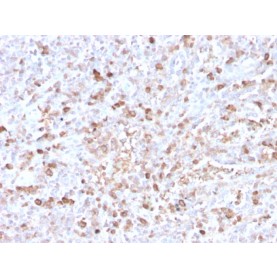 Human Lambda Light Chain (B-Cell Marker)(LLC/3778R), CF568 conjugate, 0.1mg/mL