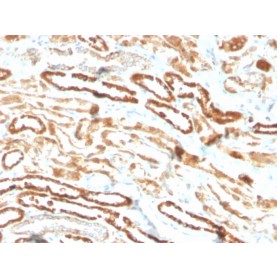 Erythropoietin (EPO) (Marker of Placentation Disorders)(EPO/3793R), CF568 conjugate, 0.1mg/mL