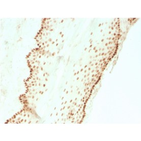 SOX2 (Embryonic Stem Cell Marker)(SOX2/3811R), CF568 conjugate, 0.1mg/mL