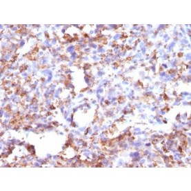 CD68(CD68/G2), CF770 conjugate, 0.1mg/mL
