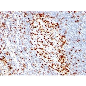 ZAP70(ZAP70/528), CF740 conjugate, 0.1mg/mL