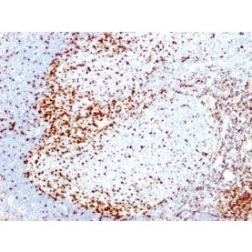 ZAP70(2F3.2), CF740 conjugate, 0.1mg/mL