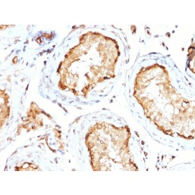 14-3-3E / Tryptophan 5-Monooxygenase(CPTC-YWHAE-1), CF740 conjugate, 0.1mg/mL