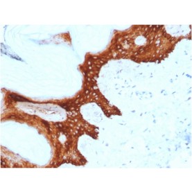 14-3-3 Sigma / Stratifin(CPTC-SFN-2), CF740 conjugate, 0.1mg/mL