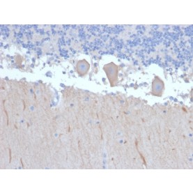ATG5 (Autophagy Marker)(ATG5/2492), CF740 conjugate, 0.1mg/mL