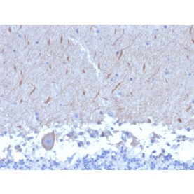 ATG5 (Autophagy Marker)(ATG5/2553), CF740 conjugate, 0.1mg/mL