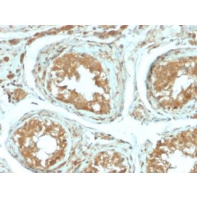 B7-H4 (Immuno-Inhibitory Protein) (B7H4/2652R), CF740 conjugate, 0.1mg/mL