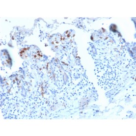 CD209 / DC-SIGN (Pathogen Receptor on Dendritic Cells)(C209/2749R), CF740 conjugate, 0.1mg/mL