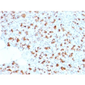 BARX1 (Prognostic Biomarker in Hepatocellular Carcinoma)(BARX1/2759), CF740 conjugate, 0.1mg/mL